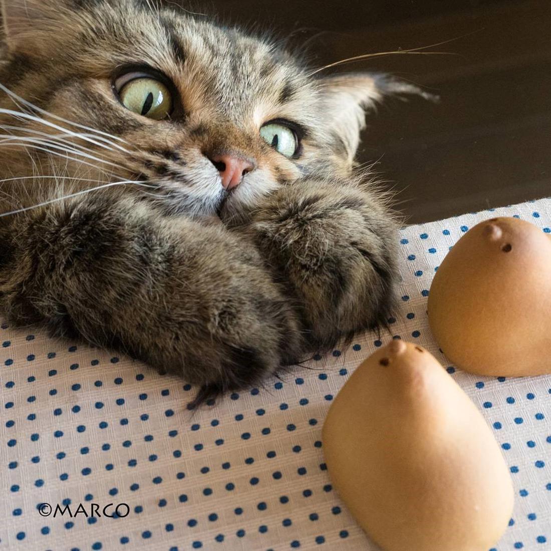 快貓最新科技產(chǎn)品革新，引領(lǐng)未來(lái)生活新潮流