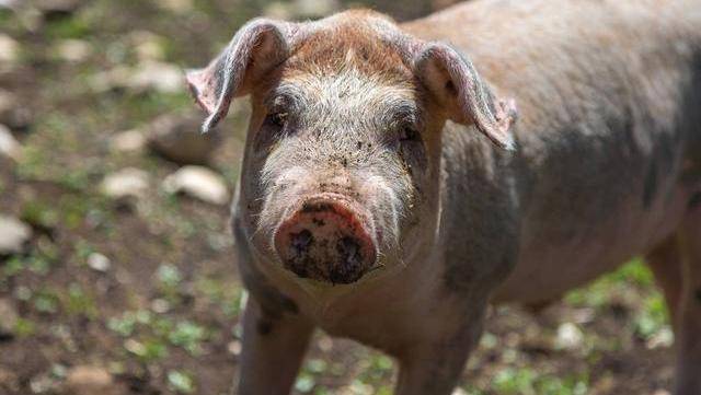 福建漳浦今日豬價(jià)行情分析與概述