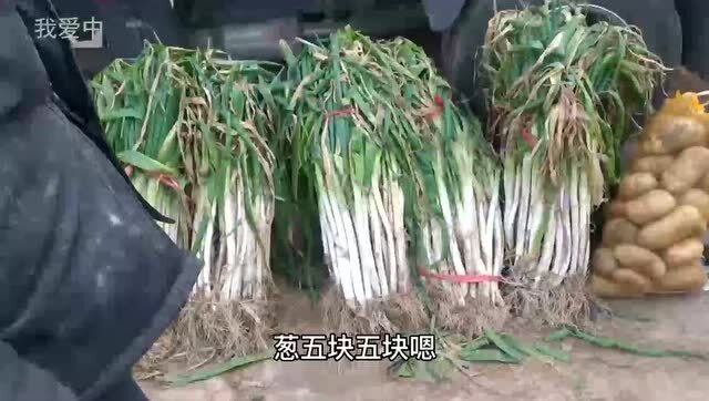 今日大蔥價格行情詳解，獲取與分析價格信息的指南