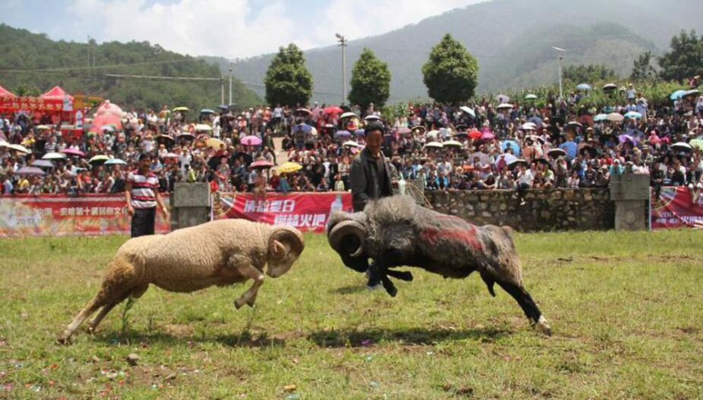 斗羊比賽殘忍視頻直播,斗羊比賽與自信的種子，變化的力量和學(xué)習(xí)的魅力