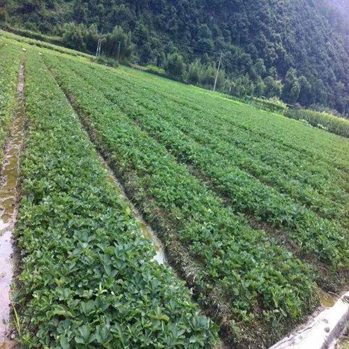 “最新免費苗木采購資訊”,最新免費苗木采購資訊獲取指南