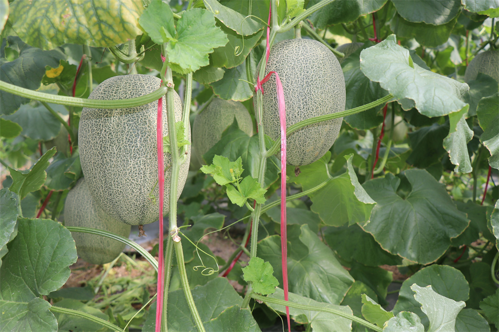 哈密瓜上市季節(jié)、品種與市場供應(yīng)解析，幾月份是哈密瓜的盛宴？