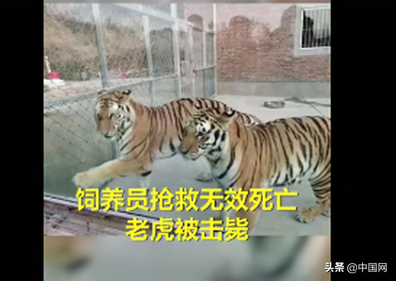 老虎傷人事件最新動態(tài)揭秘，小紅書專欄關(guān)注事件進展????