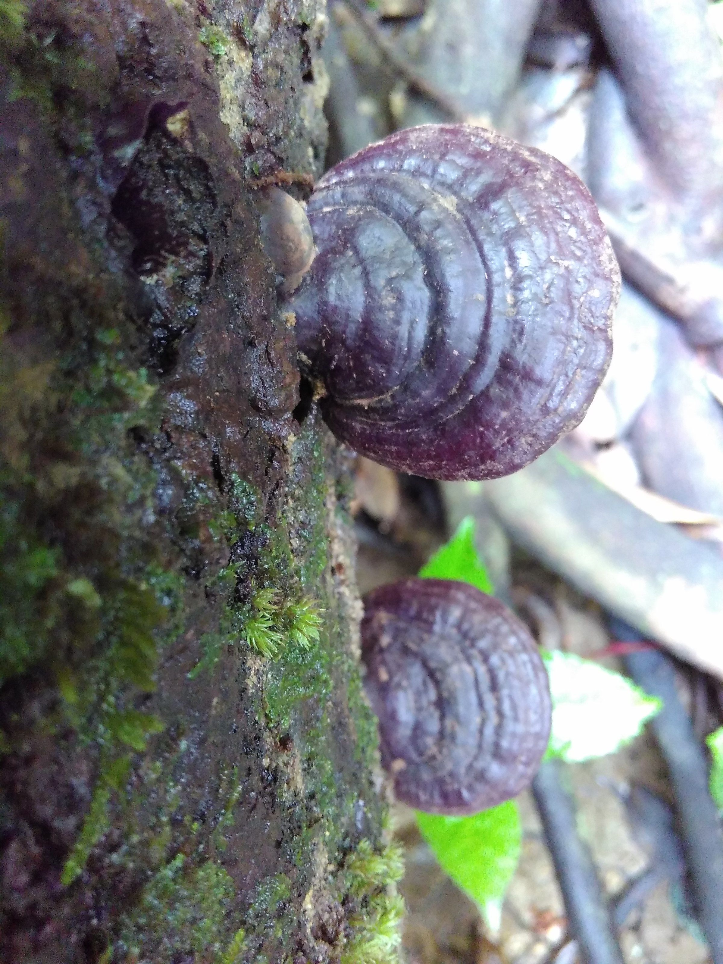 赤靈芝價格解析，市場價、市場分析與觀點探討