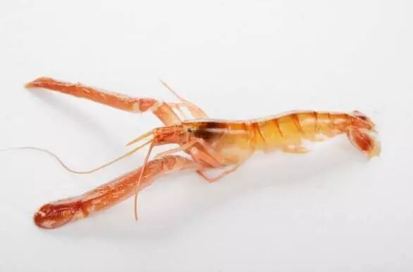 上市蝦，市場(chǎng)潛力與可持續(xù)發(fā)展的博弈之道