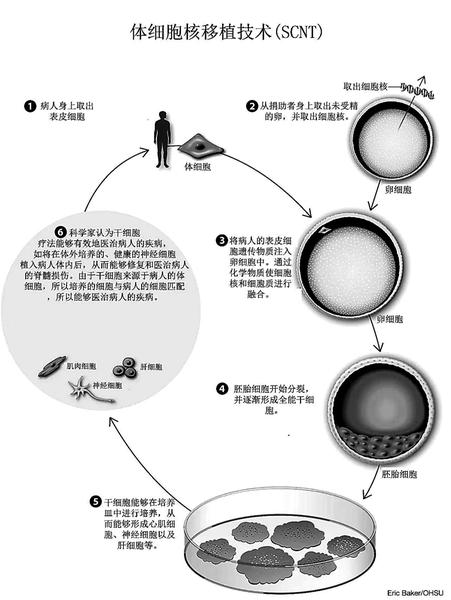 克隆技術(shù)進(jìn)展動(dòng)態(tài)，探索生命奧秘的旅程啟程了
