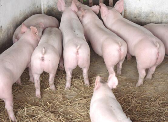 全國今日生豬行情變化，機遇與勵志的力量探索