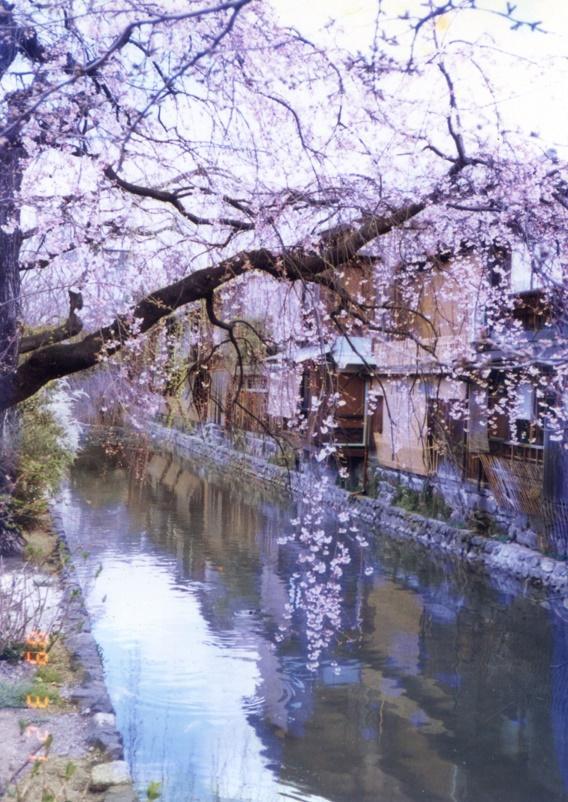 約會大作戰(zhàn)櫻花動漫，時代印記與文化回響