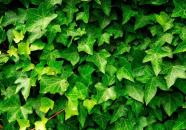 英菲克爬山虎最新版本的巷子風情探索之旅