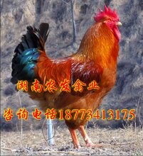 柴雞價(jià)格最新行情及小巷深處的味覺探秘之旅