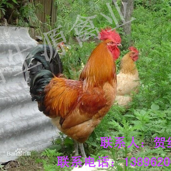 柴雞價(jià)格最新行情及小巷深處的味覺探秘之旅