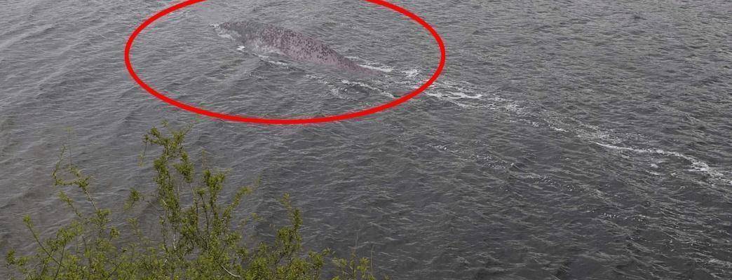 羅平板橋神秘生物最新報道，不明生物現(xiàn)身！