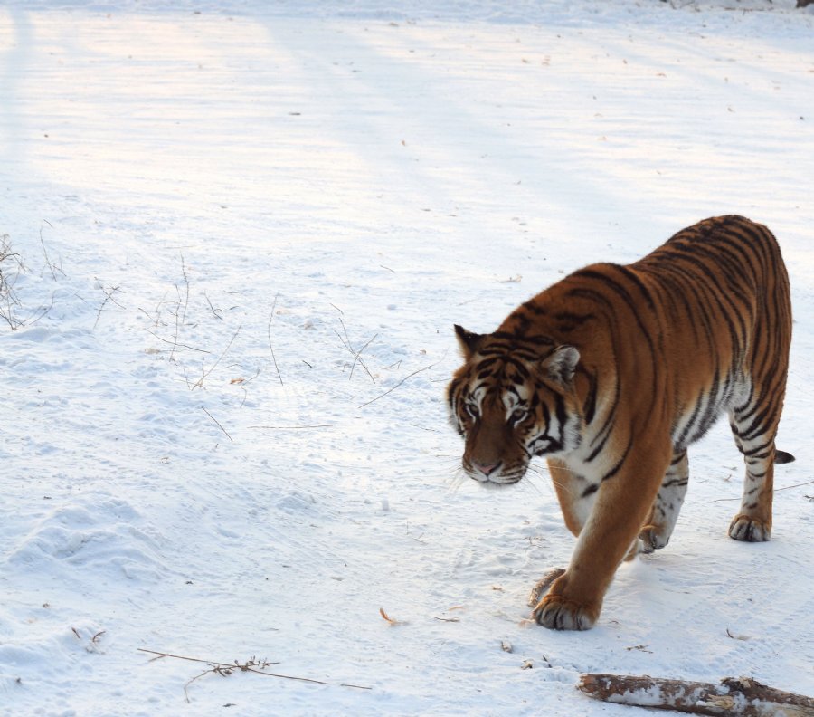 虎威演員表揭秘，舞臺之外的小日常風(fēng)采