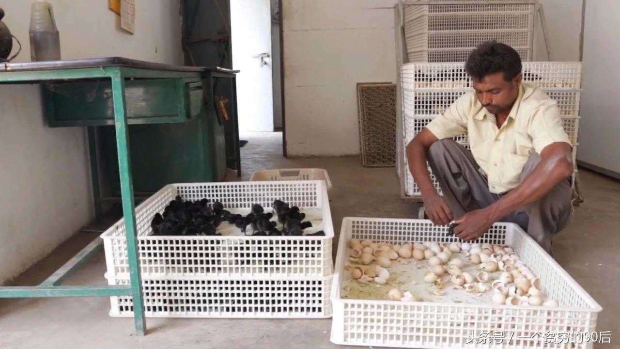 最新雛雞價格監(jiān)測器，科技引領(lǐng)智能生活新篇章