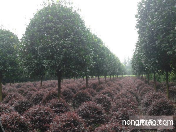 八月金桂花樹價格，智能之選，科技與自然完美融合的智能之選。