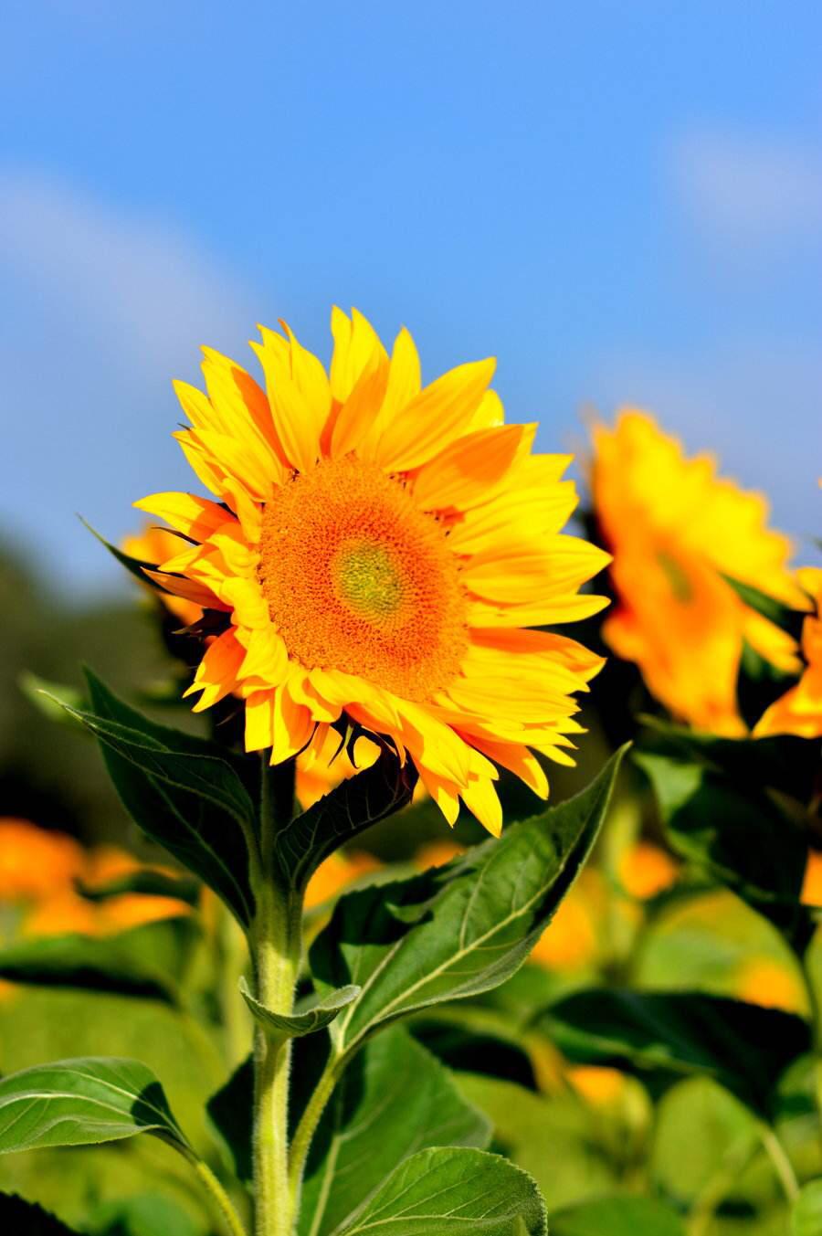 科技與藝術(shù)融合,最新電腦桌面主題引領(lǐng)未來(lái)桌面新體驗(yàn)