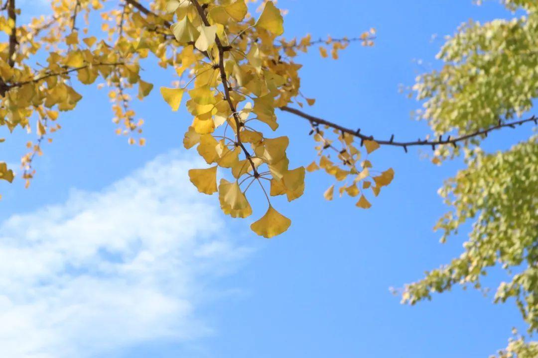 劍河綠化公司招聘啟事，尋找綠色事業(yè)伙伴，共創(chuàng)美好未來！