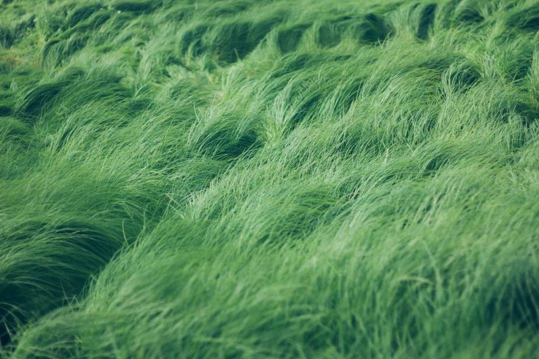 最新綠色文學(xué)作品，巷弄深處的綠色故事小屋