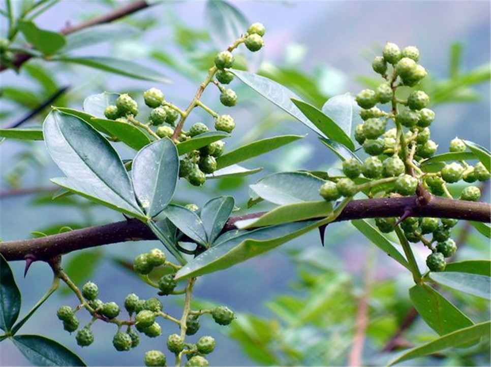 干花椒行情揭秘，探尋廚房秘密的香料之旅