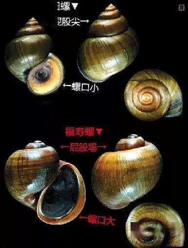 田螺價格背后的溫情故事，奇遇與收購之旅