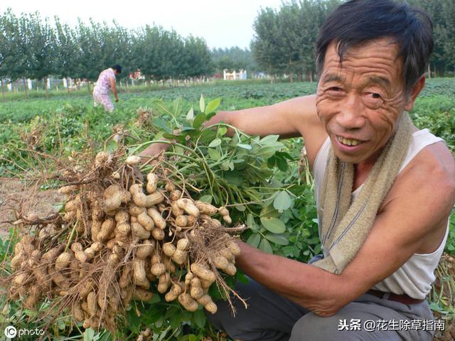延津縣花生米今日行情詳解，如何了解與評(píng)估市場行情及趨勢分析