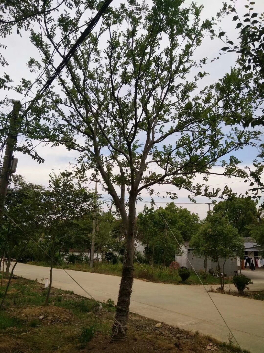 樸樹的價格和行情分析??