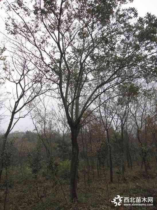 樸樹的價格和行情分析??