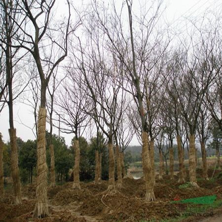 樸樹的價格和行情分析??