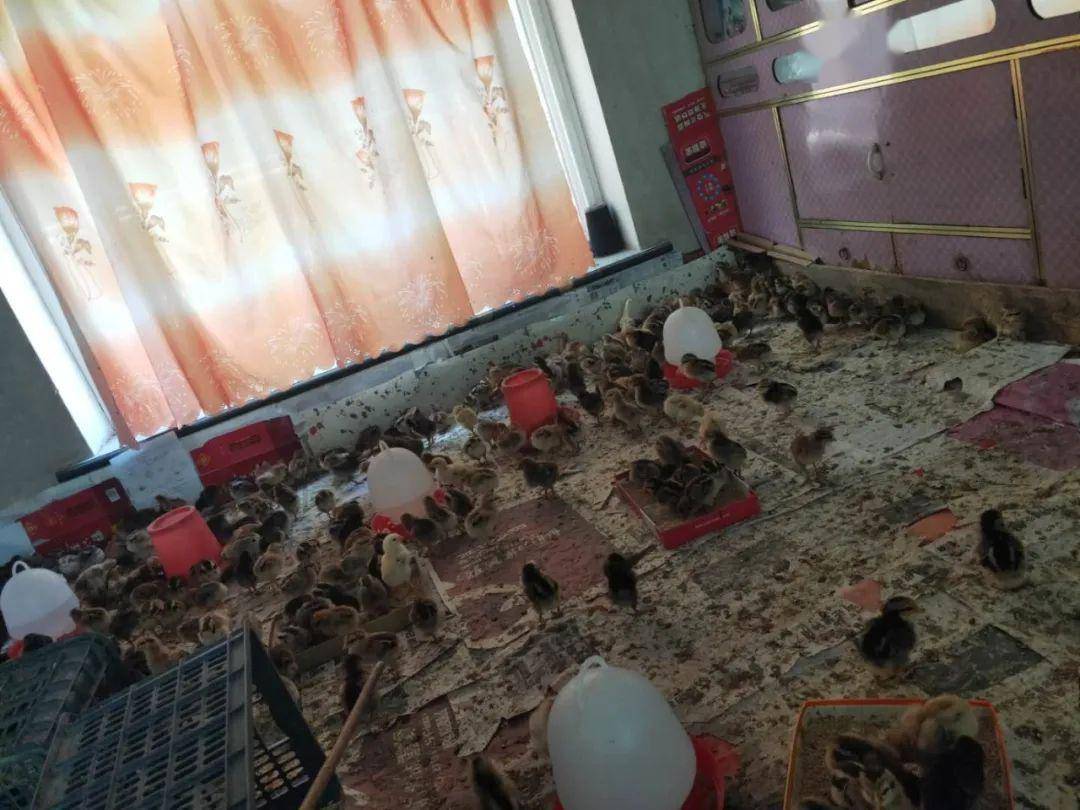 劉鑫最新動態(tài)更新??