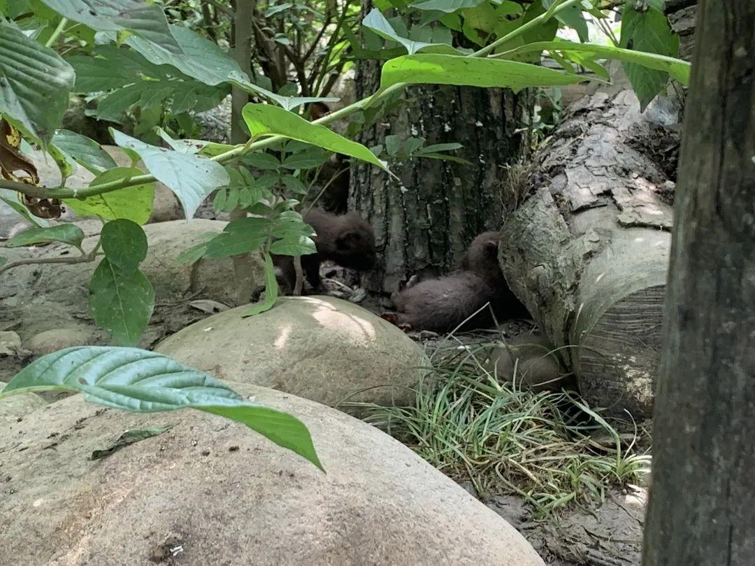 鄉(xiāng)土中國最新觀察，鄉(xiāng)村振興的繁榮脈絡(luò)探析