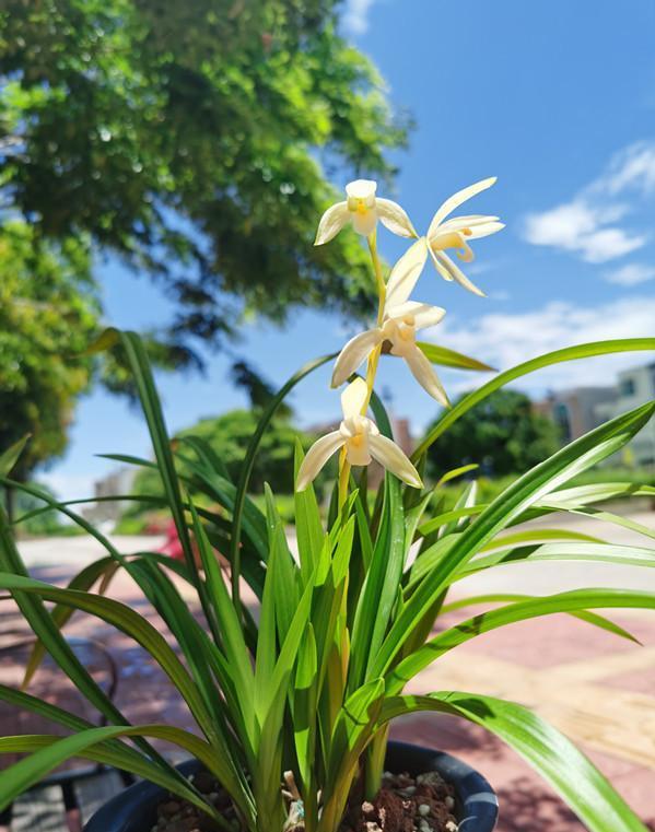 蘭花價格變化之旅，從綠葉到金花，自信與成就感的培育之路