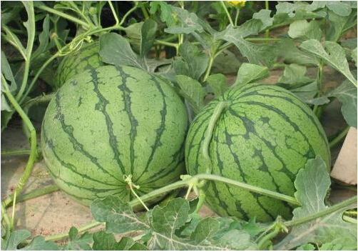 全國西瓜行情深度解析，夏日甜蜜風暴席卷全國！