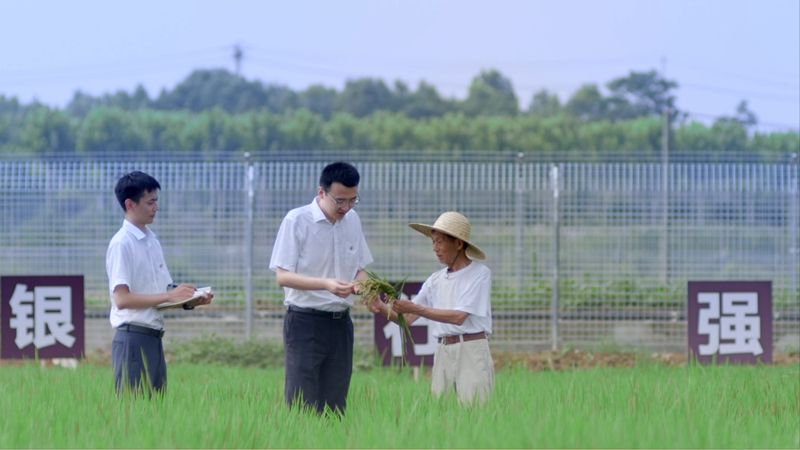 荃銀高科水稻新品種亮相，引領(lǐng)農(nóng)業(yè)科技創(chuàng)新之路