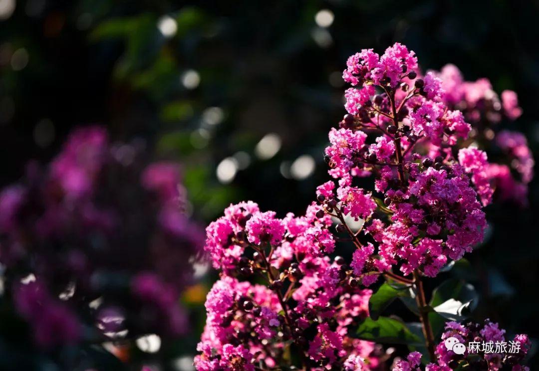 麻城紫薇星城房?jī)r(jià)探秘，最新房?jī)r(jià)信息與溫馨探房之旅