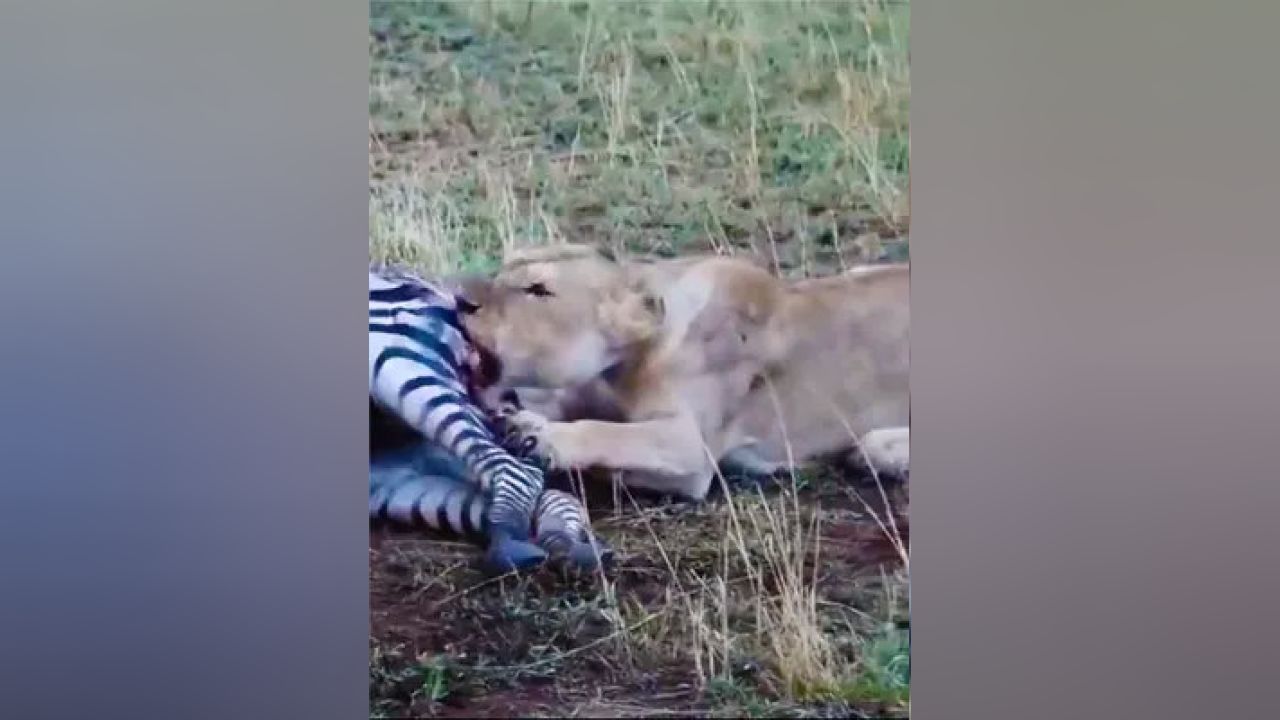 非洲二哥掏肛視頻最新現(xiàn)象，背后的探索與影響