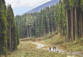 安徽省林場最新動態(tài)更新，綠意盎然的發(fā)展訊息????