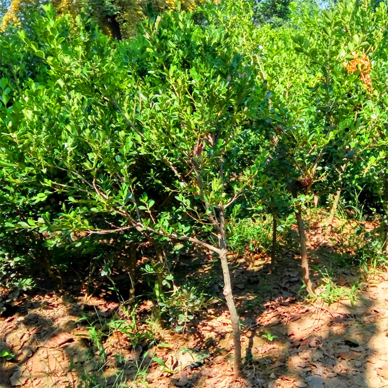 最新黃楊樹5公分價格揭秘，市場行情解析