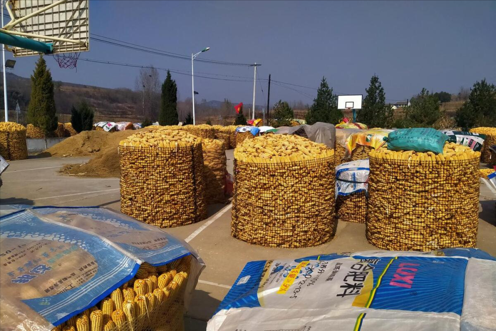 最新油沙豆市場(chǎng)價(jià)格探秘，綠色之旅尋求內(nèi)心平靜之道