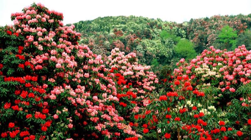 百里杜鵑盛開新篇章，最新新聞聯(lián)播速遞！