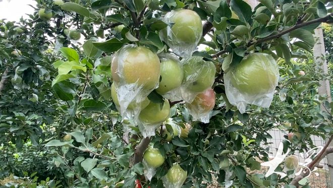 科技與自然融合的綠色奇跡，最新果樹展望