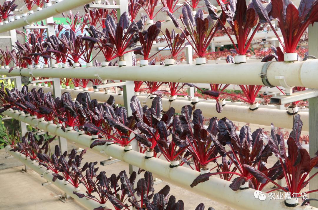 QQ農(nóng)場(chǎng)最新版下載探討與資源分享