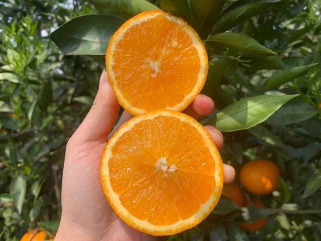 贛南臍橙最新價(jià)格，科技融合傳統(tǒng)，智能生活新潮流領(lǐng)航者