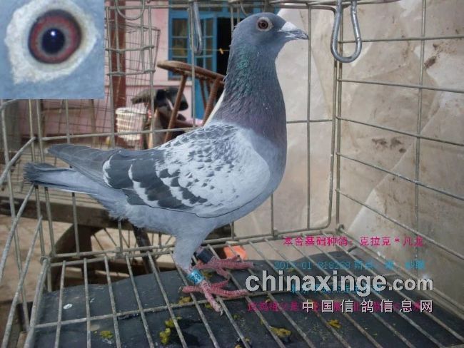 最新臺(tái)鴿翱翔夢(mèng)想，學(xué)習(xí)鑄就自信之翼