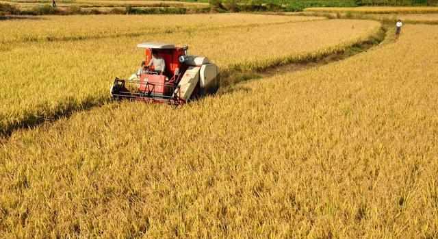 最新糧食種植、收獲與儲存全攻略，初學(xué)者與進階用戶的詳細步驟指南