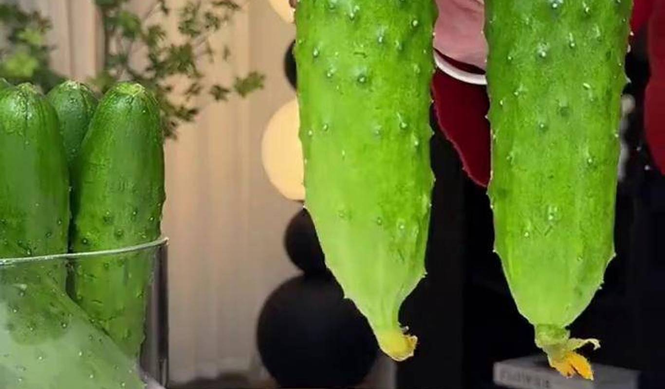 黃瓜視頻下載最新版，時(shí)代背景下短視頻巨頭的迅速崛起