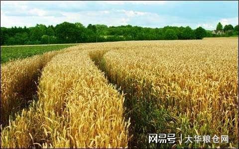 今天小麥最新價(jià)格行情，變化中的機(jī)遇與自我成長潛力探索