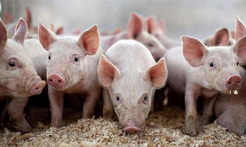 豆粕最新價格動態(tài)，變化中的機遇與成就的種子