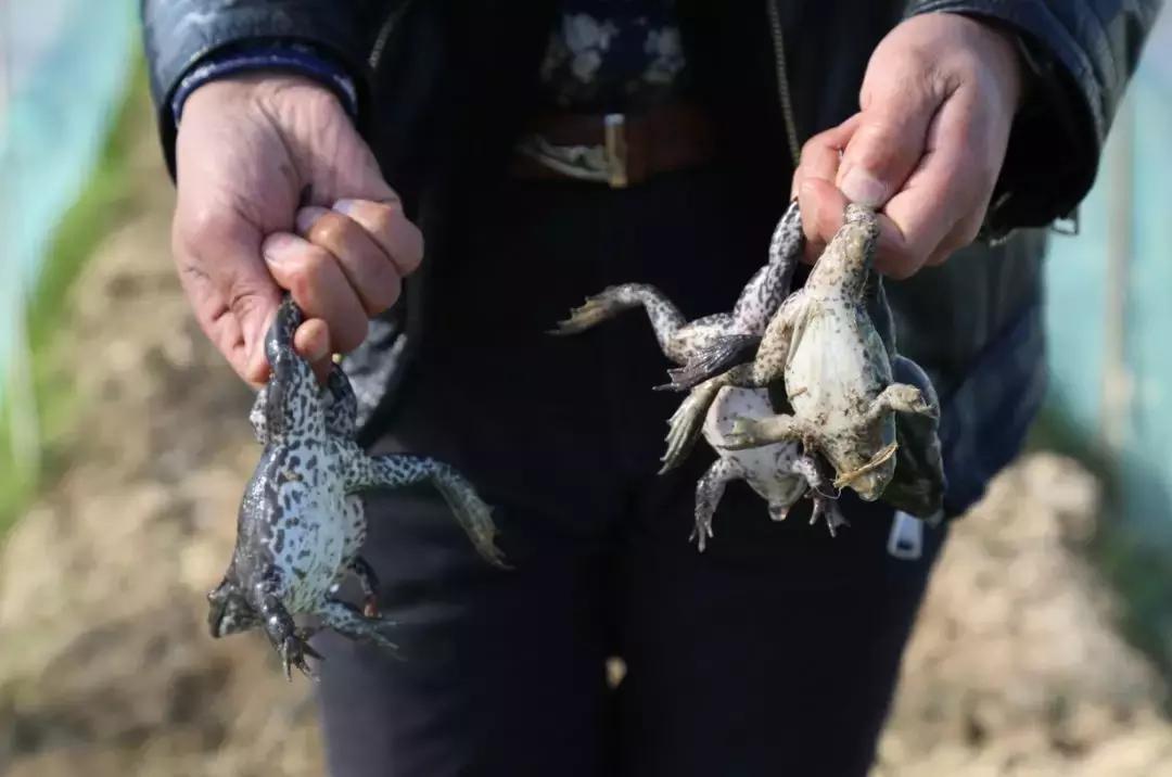 牛蛙價(jià)格最新動(dòng)態(tài)與購(gòu)買(mǎi)指南，全面步驟解析