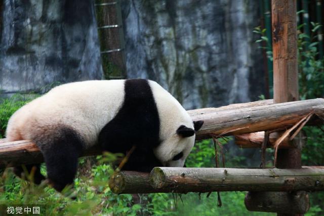 南京熊貓最新動態(tài)揭秘，如何獲取最新消息？