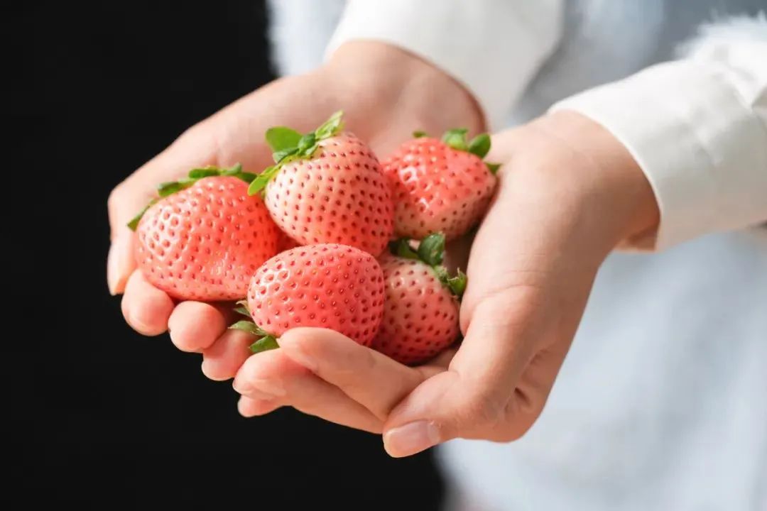 探索未來草莓無限可能的最新品種！